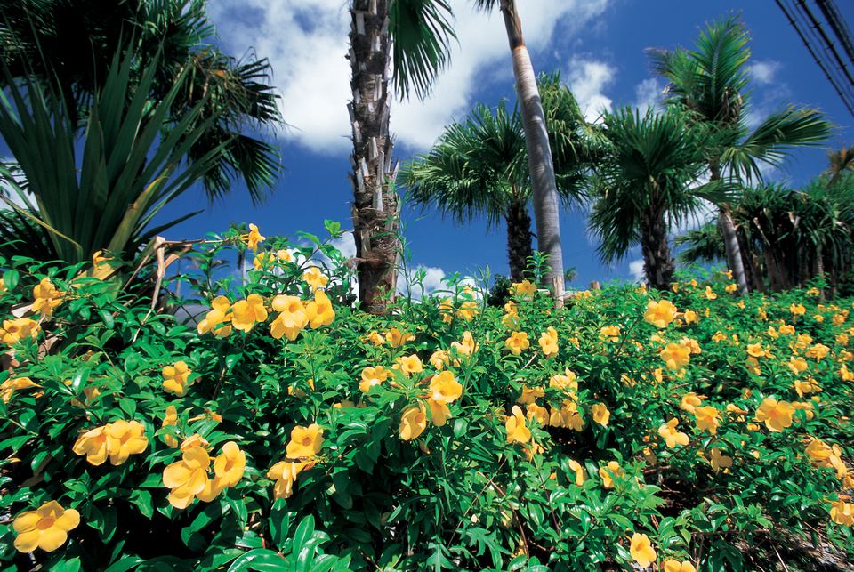 Flowers and greenery in Okinawa