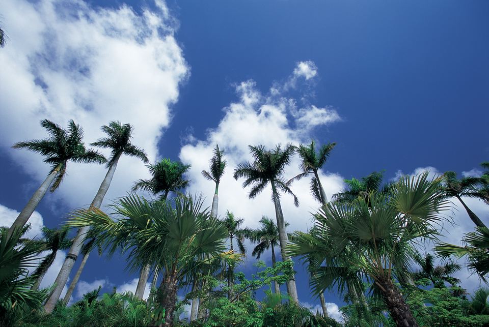 Tree-lined road and sky in Okinawa